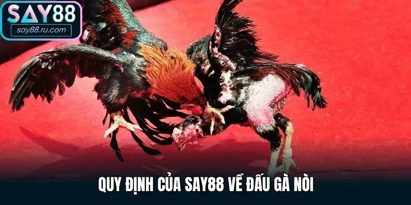 Quy định của Say88 về đấu gà nòi như thế nào?